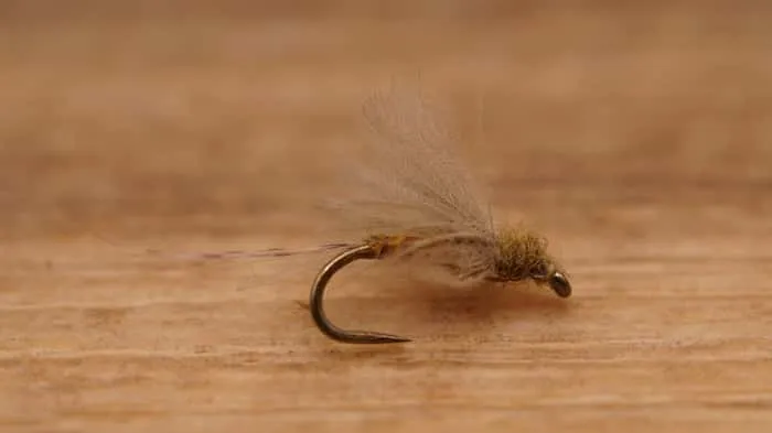 CDC Biot Dun - BWO -SALE