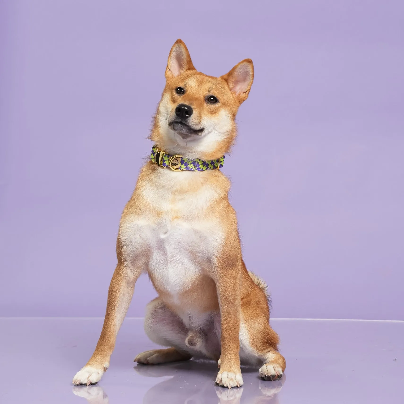 Fetch Master - Dog Collar