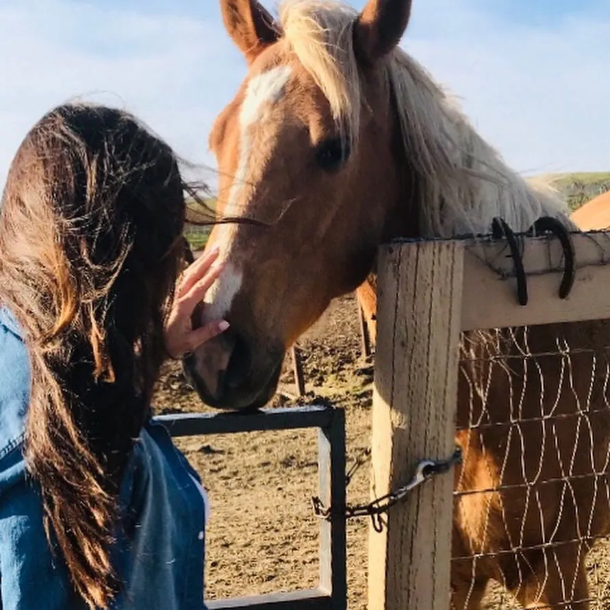 HORSE BELT