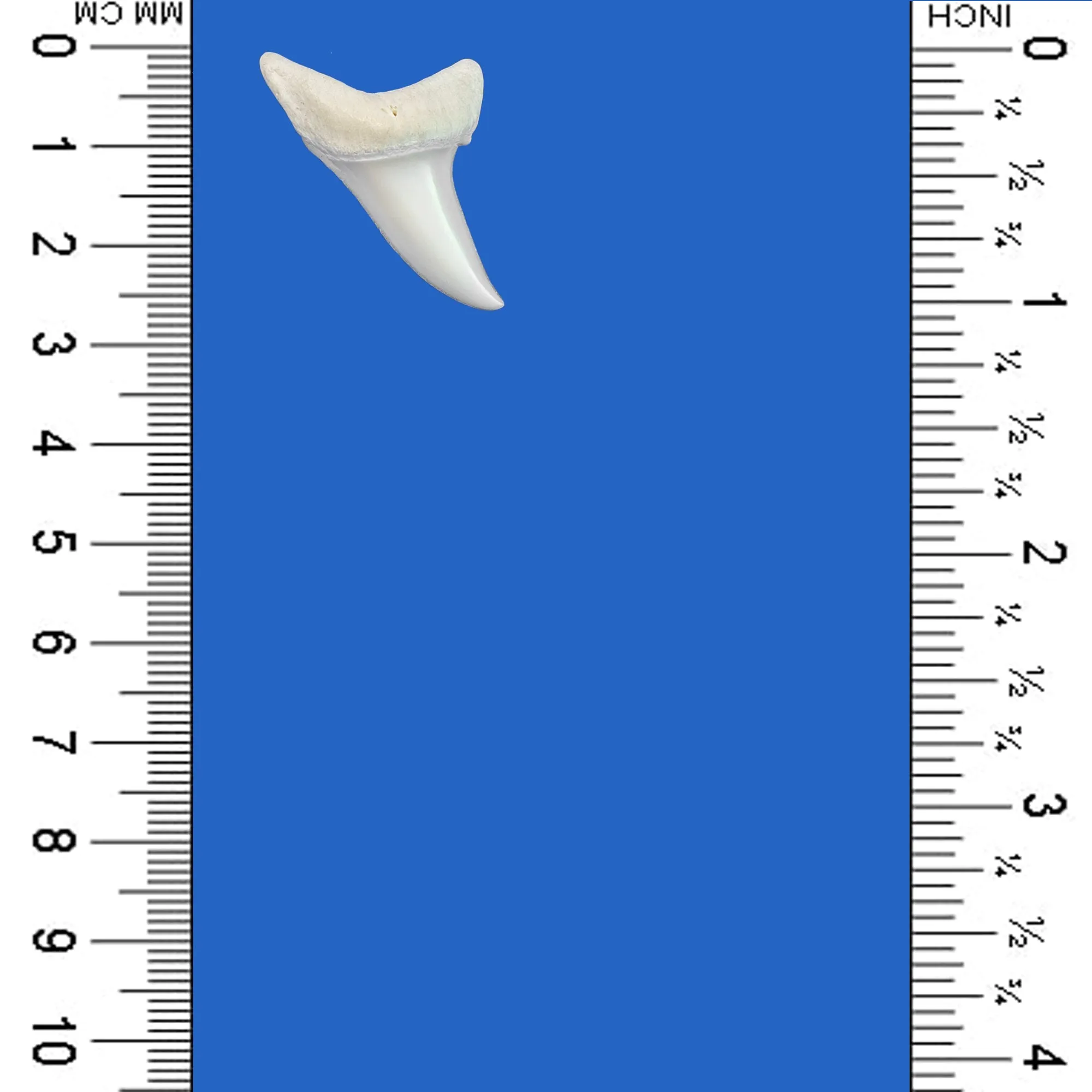 Mako Shark Tooth LTM3