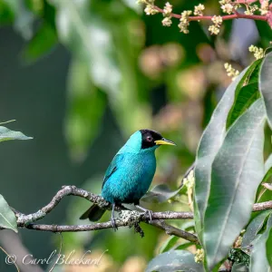 Male Green Honeycreeper