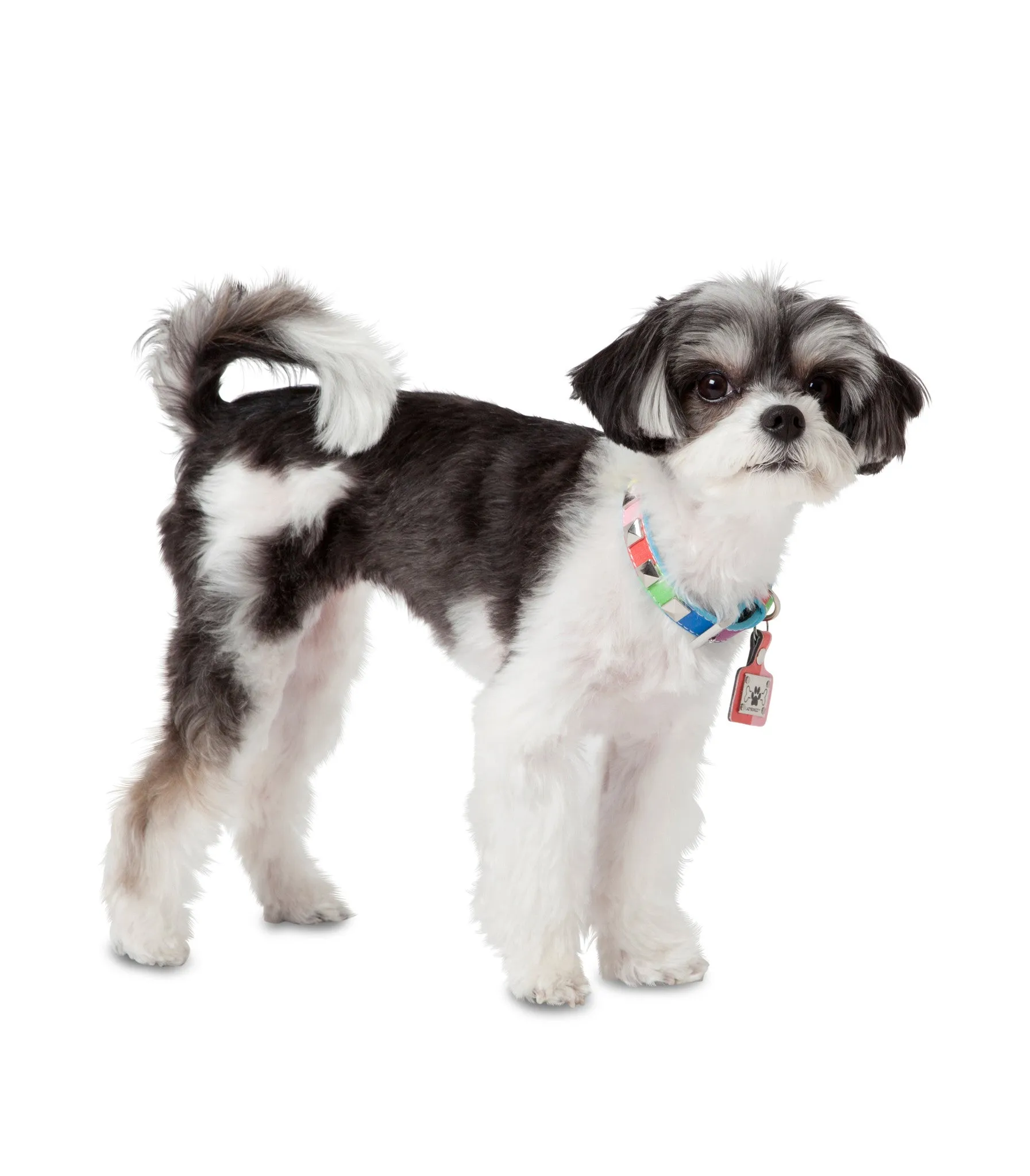 Multicolor Dog Collar - Studded