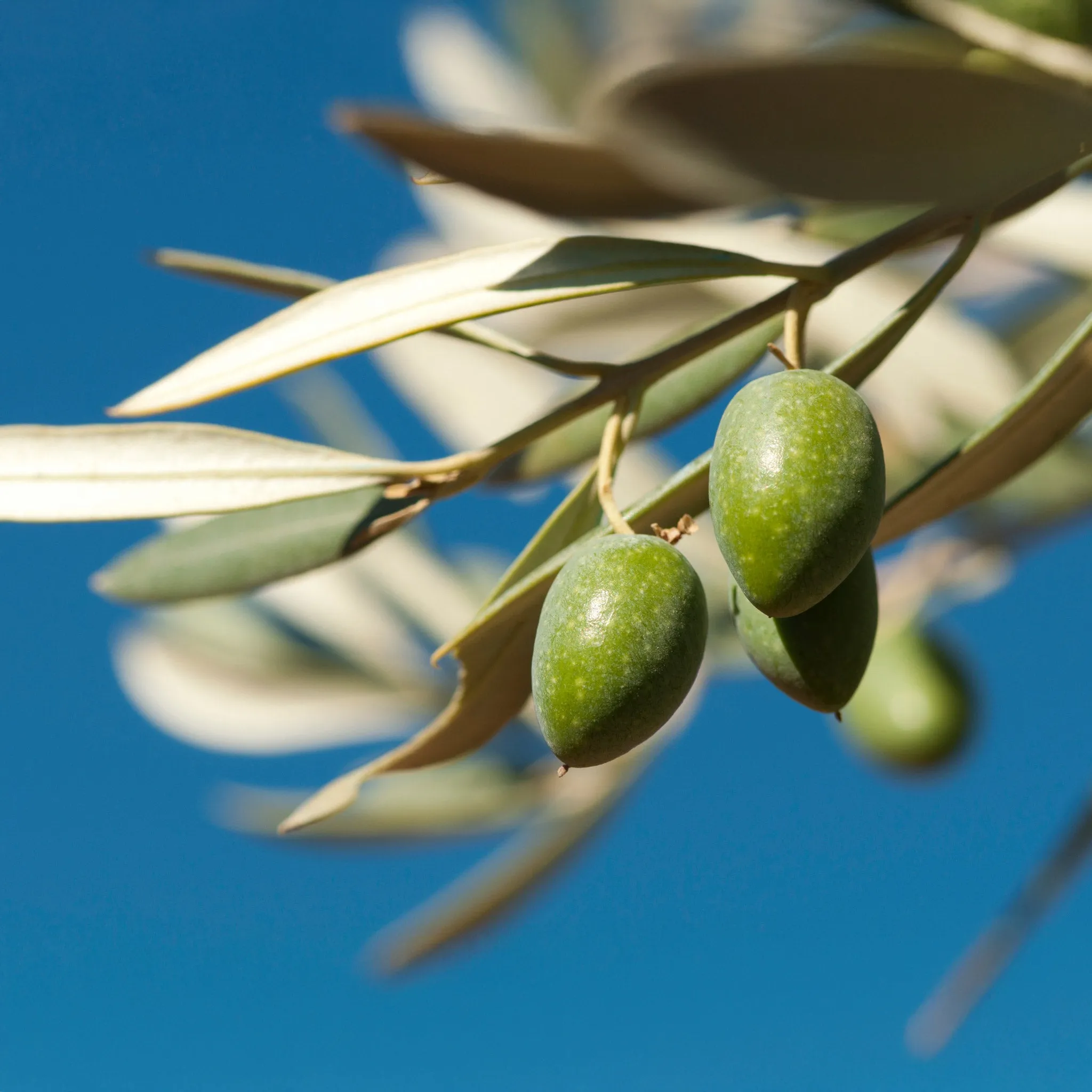 Olivenwachs Stabkerzen – Vegan