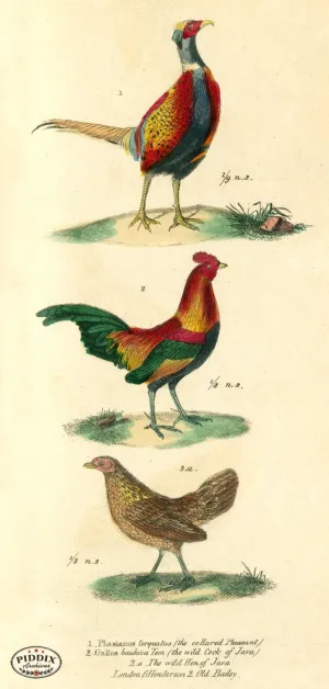 PDXC2105 -- Birds