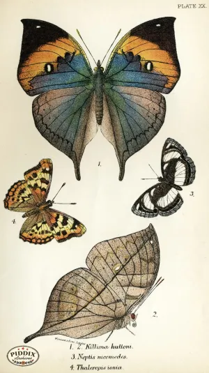 PDXC4357 -- Butterflies