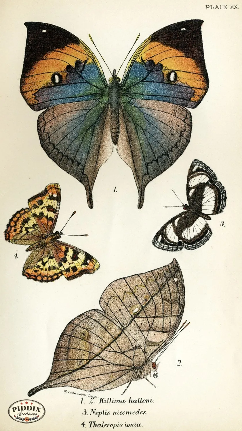 PDXC4357 -- Butterflies