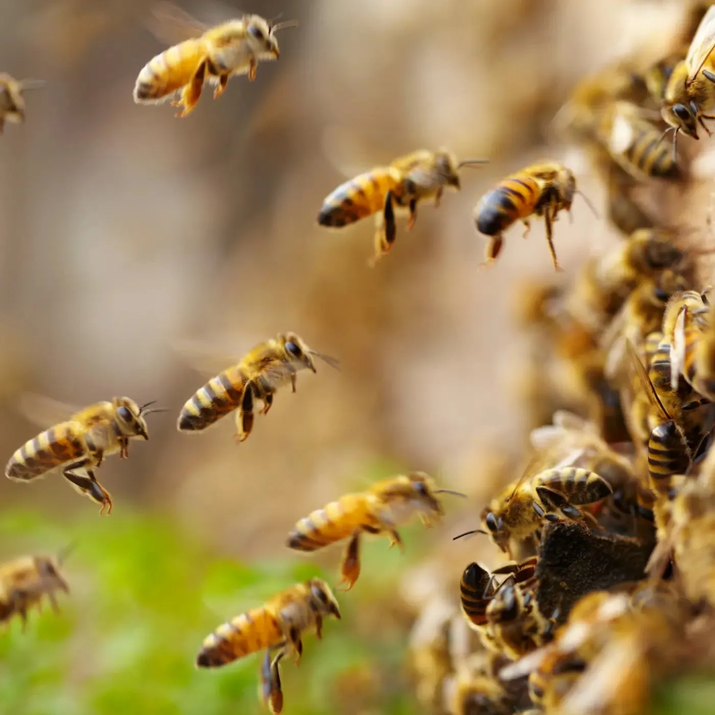 Raw Living Unheated Unprocessed Honey