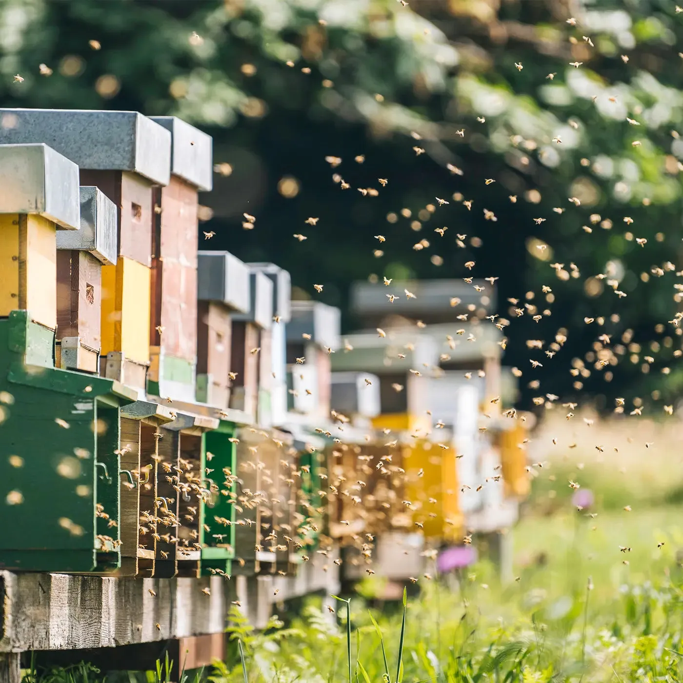 Raw Living Unheated Unprocessed Honey