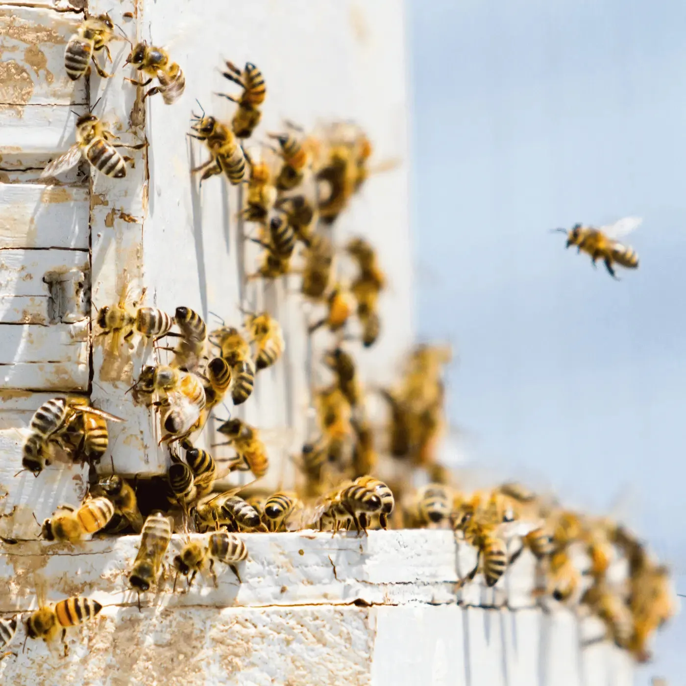 Raw Living Unheated Unprocessed Honey