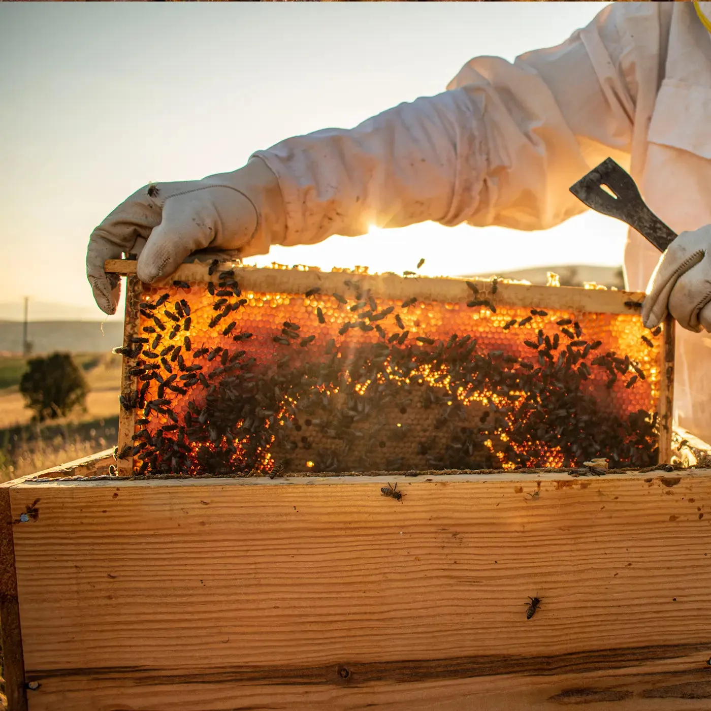 Raw Living Unheated Unprocessed Honey