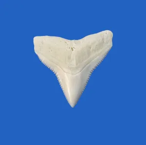Six Bull Shark Teeth For Craft Jewelry Making