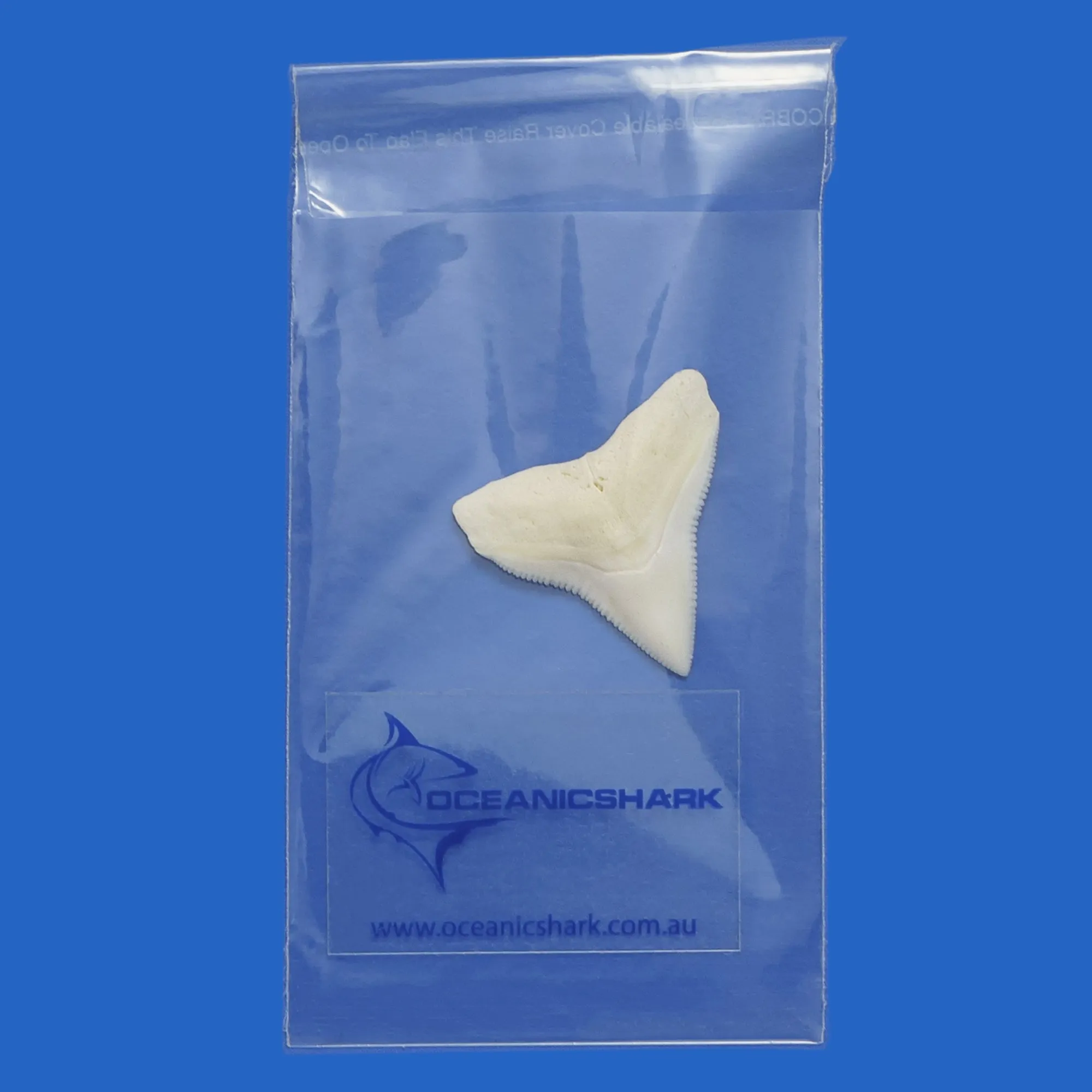Six Bull Shark Teeth For Craft Jewelry Making