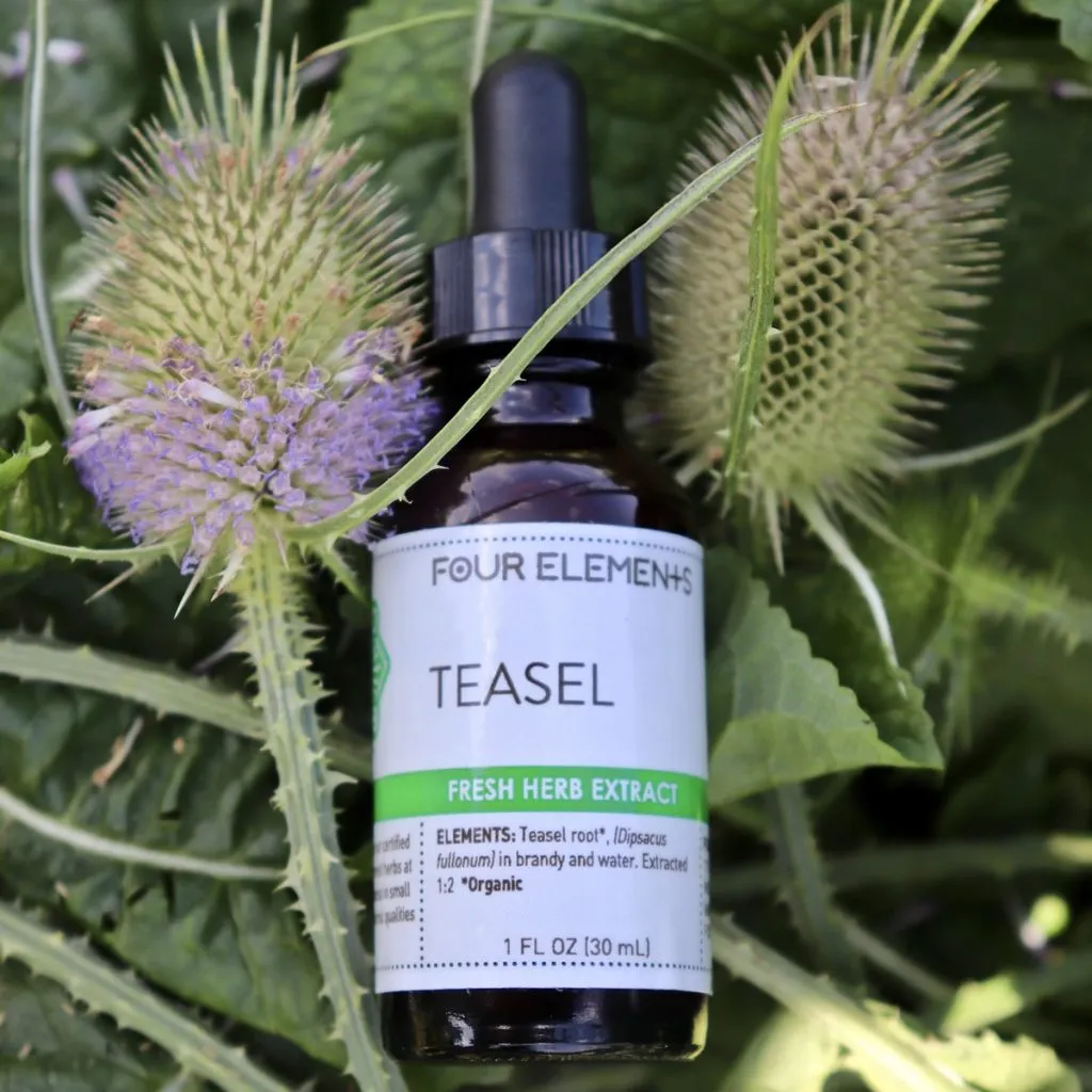 Teasel Tincture - 1 oz