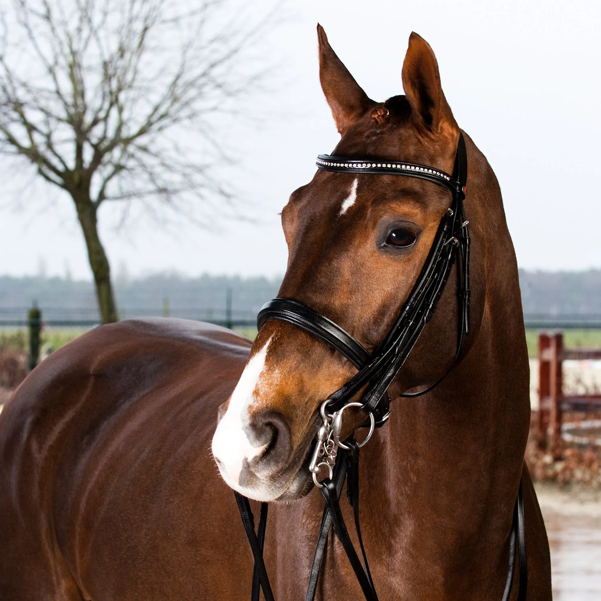 Weymouth Diamond Browband Bridle
